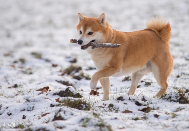 一只纯种秋田犬的价格你知道多少吗